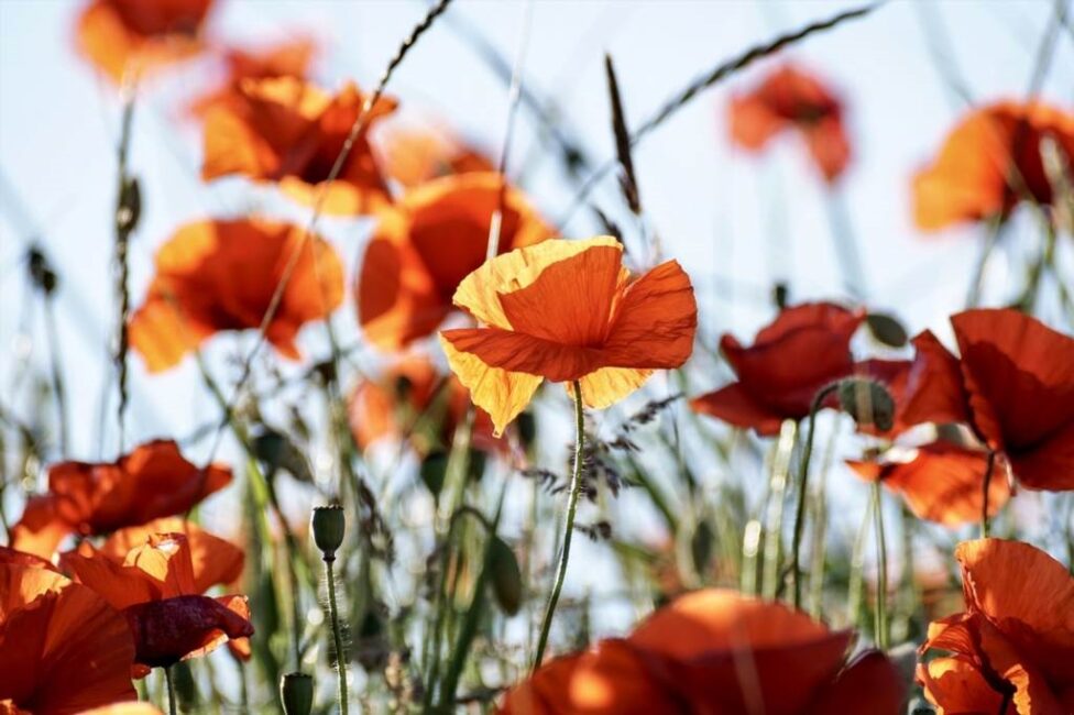 Chemiczne preparaty na mszyce na surfiniach